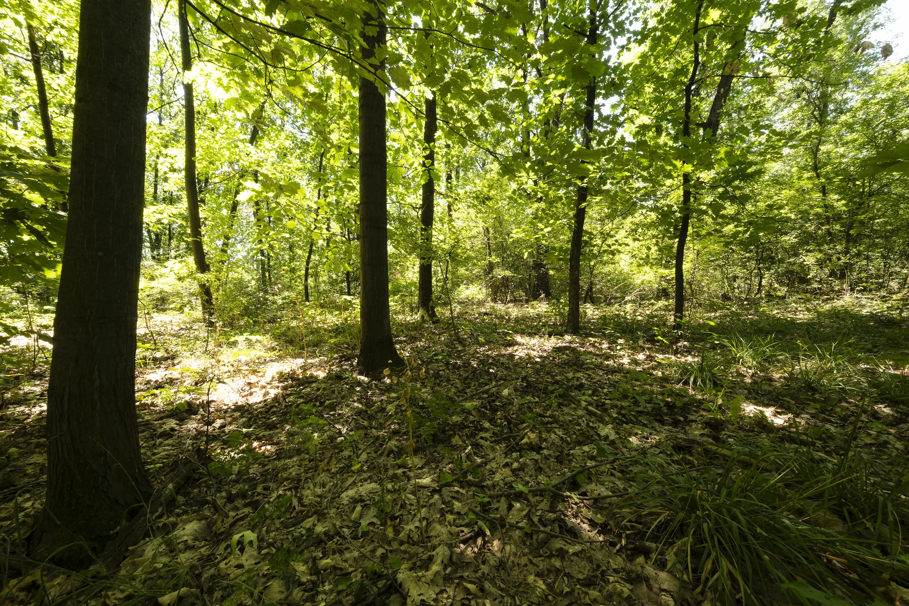 12.010 m² bosgrond in de regio Vidin - Bulgarije