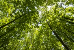 12.010 m² bosgrond in de regio Vidin - Bulgarije