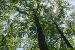 12.010 m² bosgrond in de regio Vidin - Bulgarije