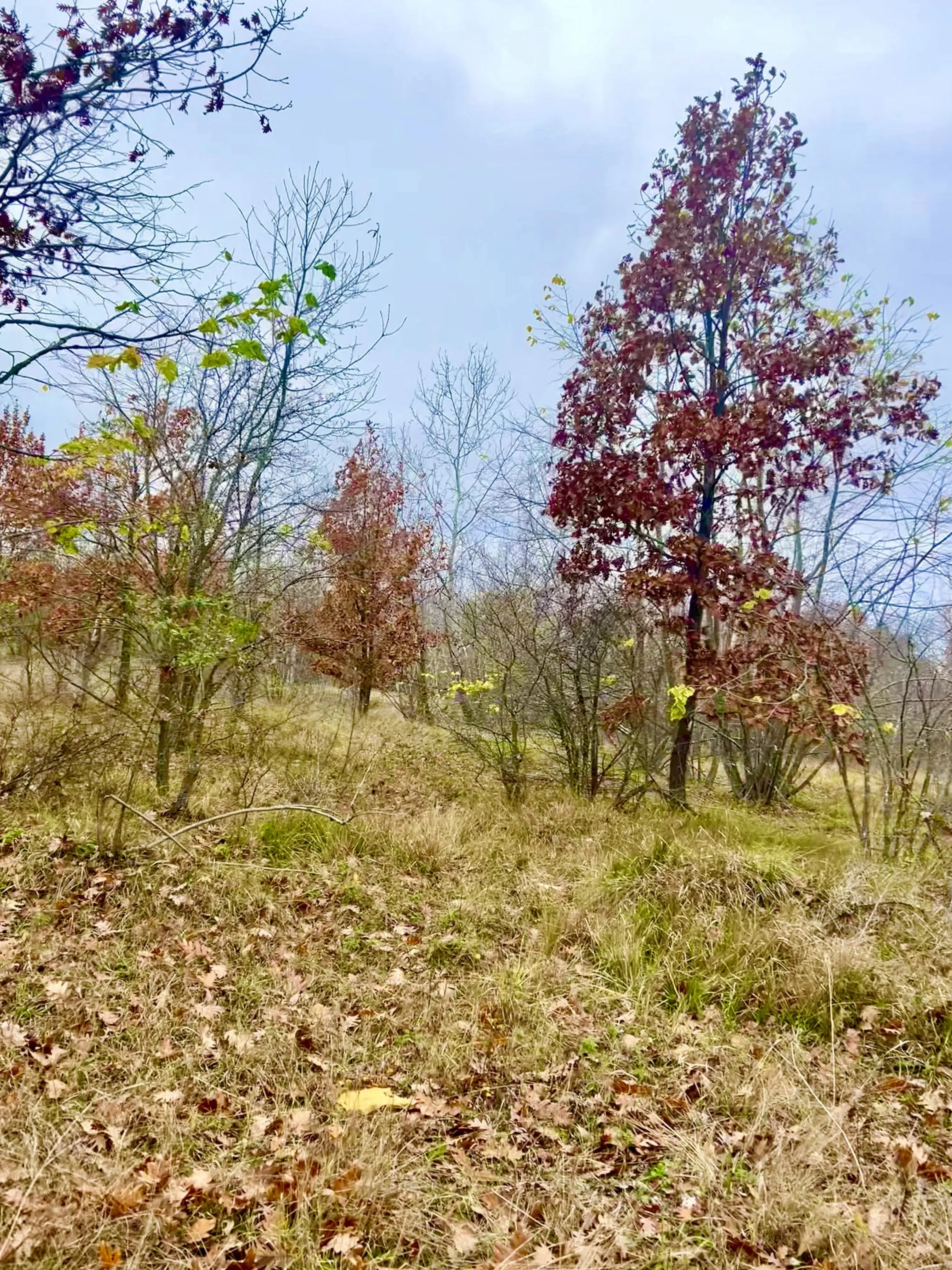 Bosgrond van 19.898 m² regio Burgas - Bulgarije