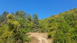 113,324 m² loofbos in Gorno Ozirovo, Varshets Montana - Bulgarije