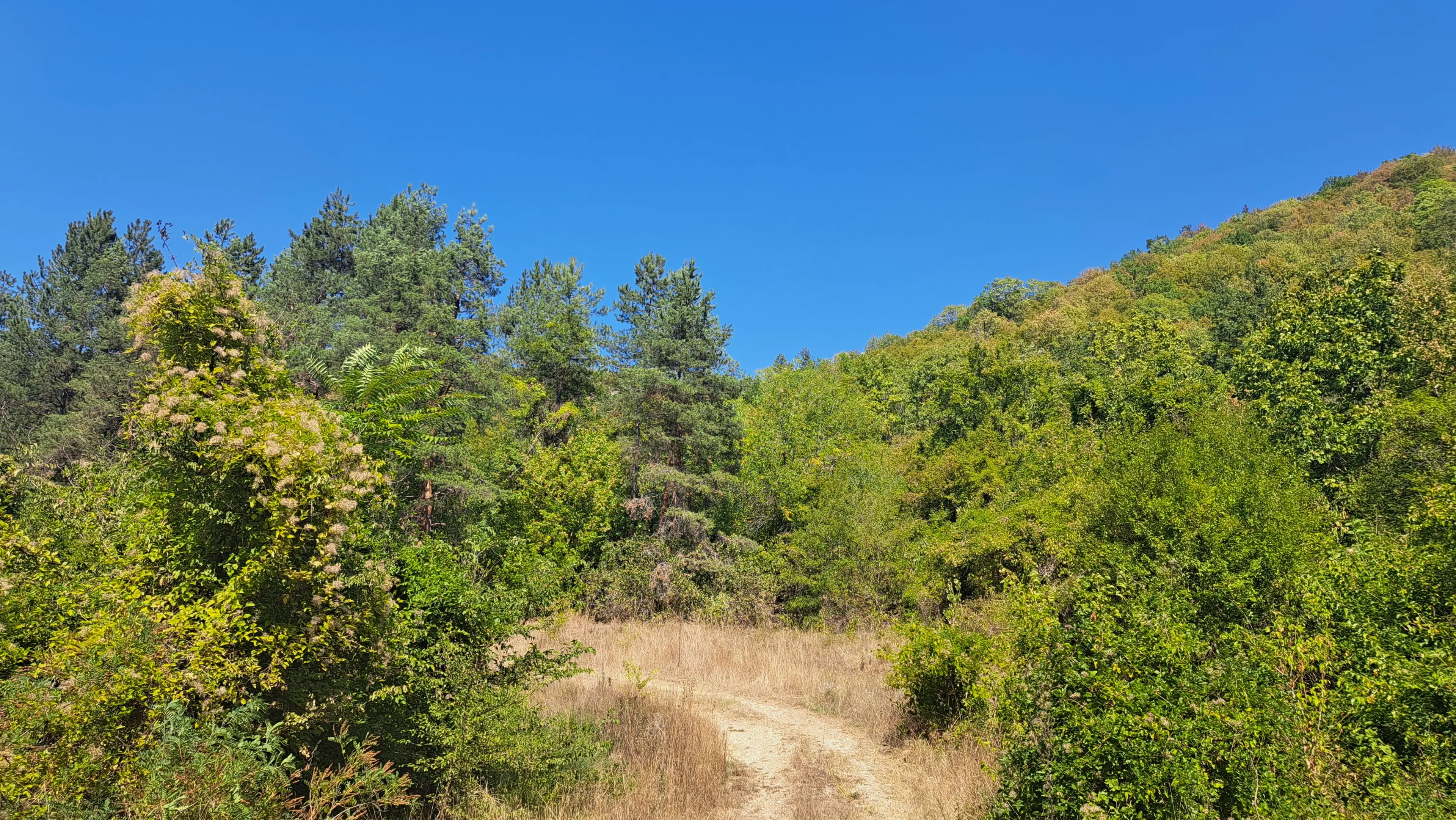 113,324 m² loofbos in Gorno Ozirovo, Varshets Montana - Bulgarije