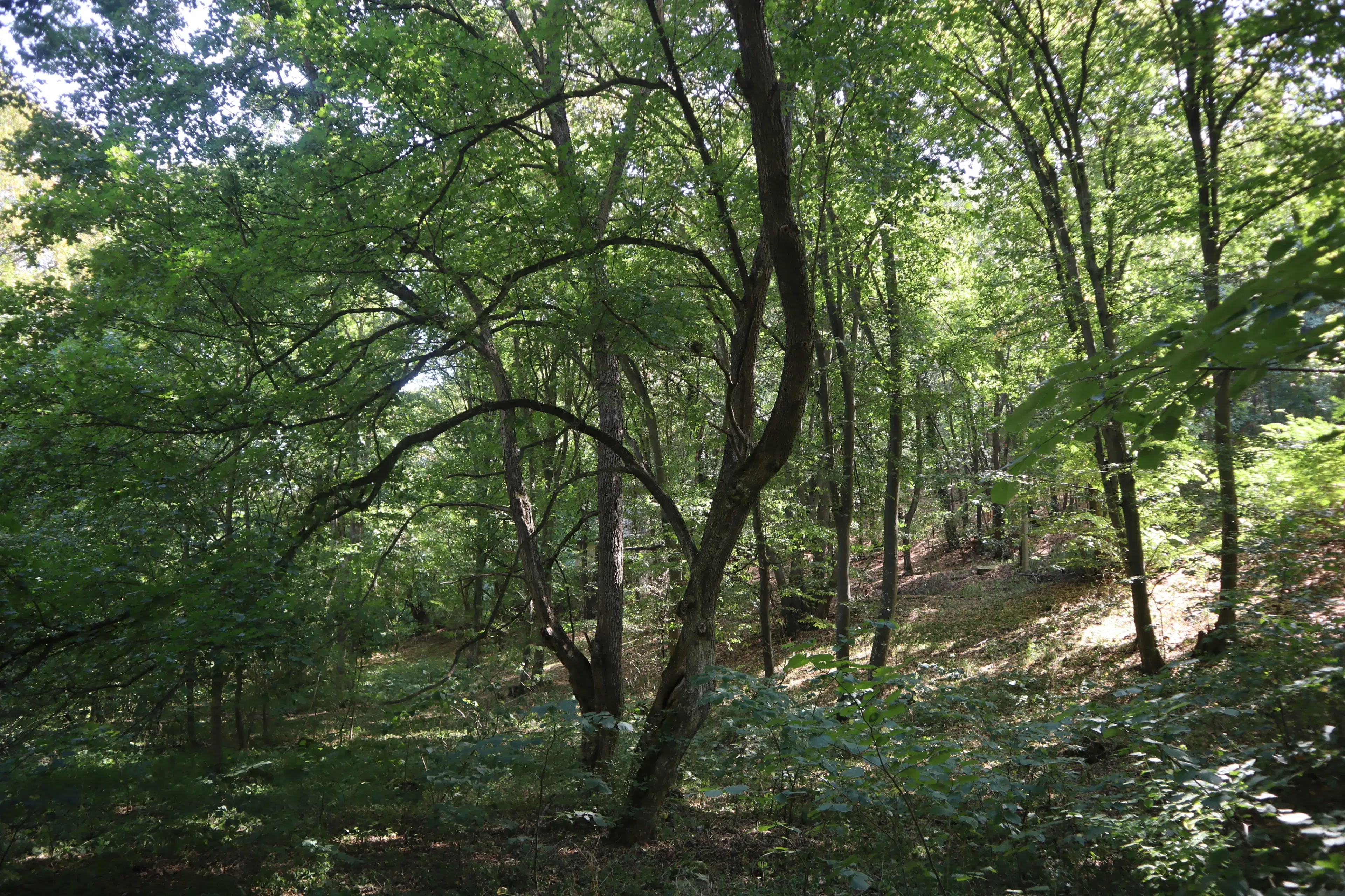 113,324 m² loofbos in Gorno Ozirovo, Varshets Montana - Bulgarije