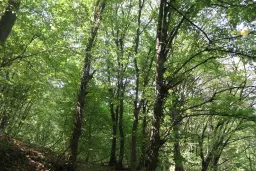 113,324 m² loofbos in Gorno Ozirovo, Varshets Montana - Bulgarije