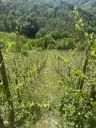 Wijngaard totaal 972 m² met Riesling in Zell, Cochem - Duitsland