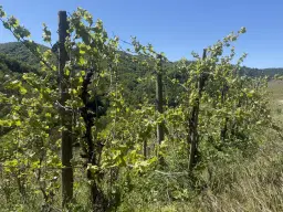 Wijngaard totaal 972 m² met Riesling in Zell, Cochem - Duitsland