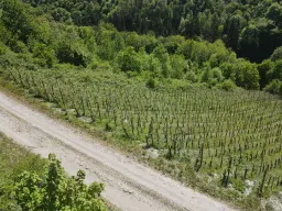 Wijngaard totaal 972 m² met Riesling in Zell, Cochem - Duitsland