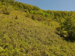 Voormalig wijngaardperceel van 2.958 m² in Zell, Cochem - Duitsland