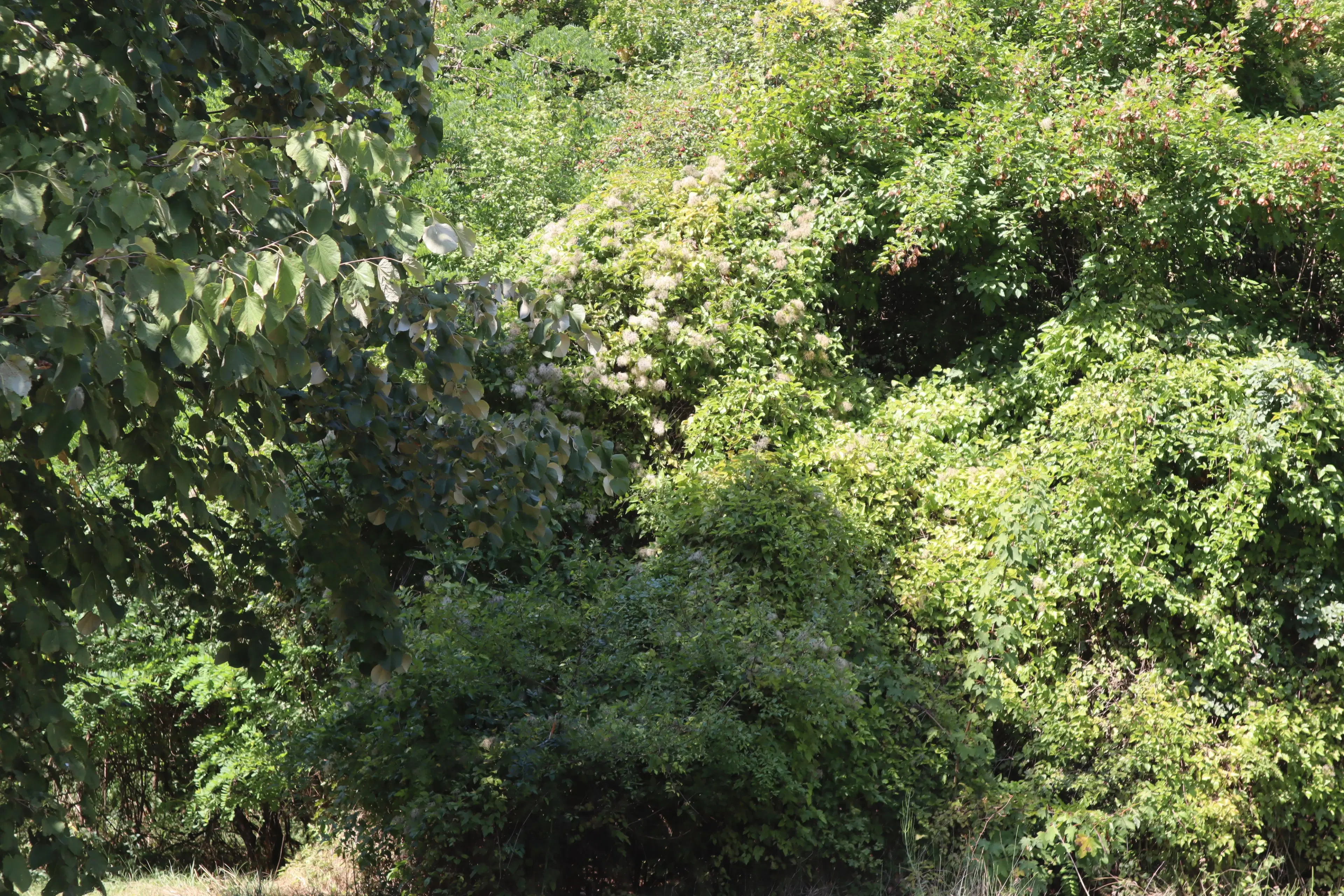 Bosgrond 30.194 m² - Investering & Natuurverblijf, Regio Troyan - Bulgarije