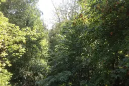 Bosgrond 30.194 m² - Investering & Natuurverblijf, Regio Troyan - Bulgarije