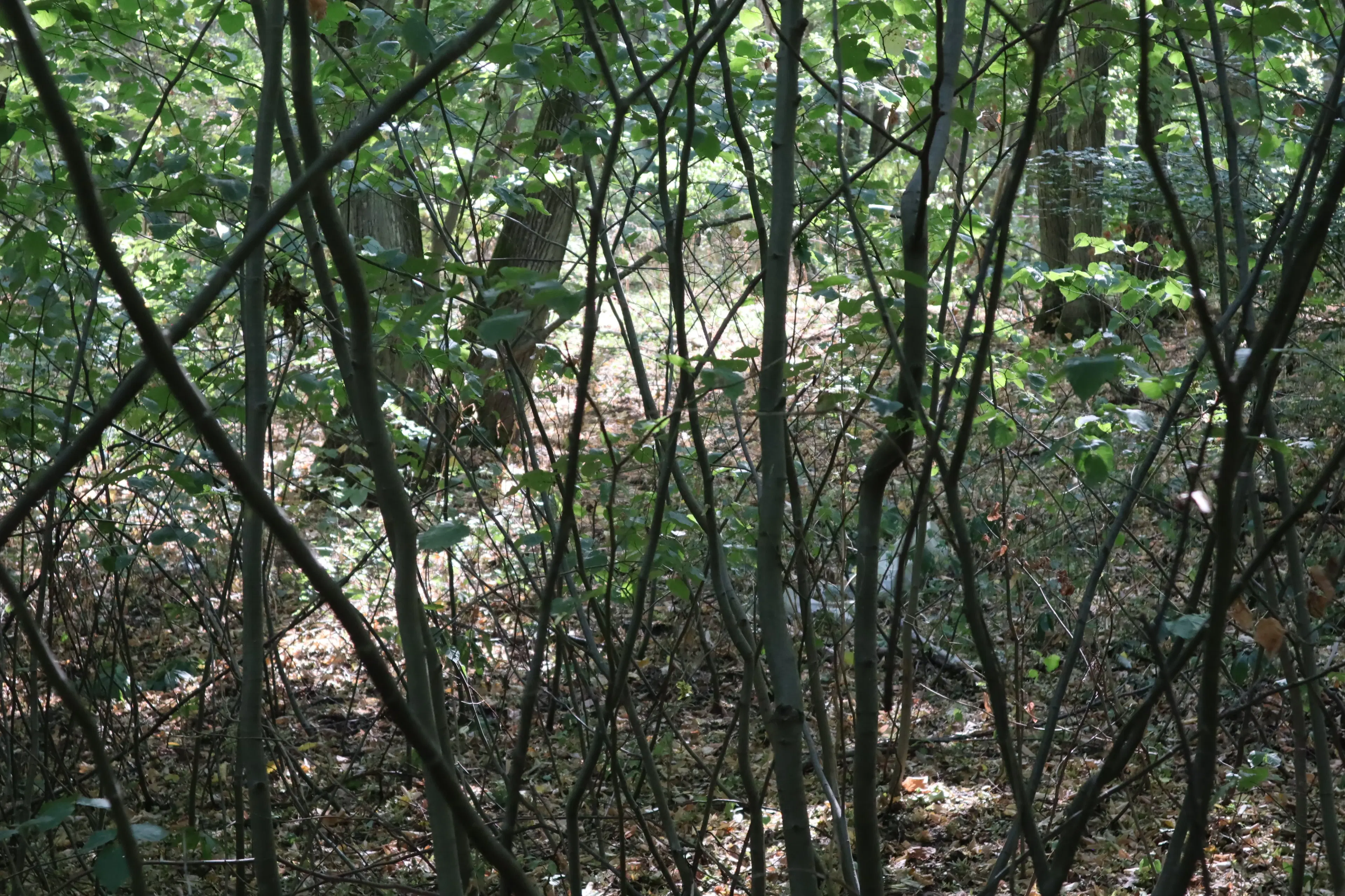 Bosgrond 30.194 m² - Investering & Natuurverblijf, Regio Troyan - Bulgarije