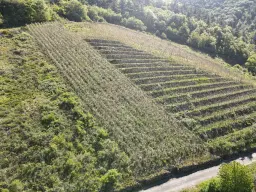 Wijngaard met Riesling, totaal 1.445 m² in Zell, Cochem - Duitsland