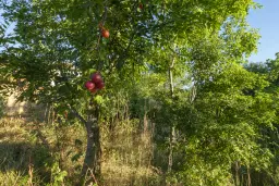 Perceel van 7.857 m² met 2-verdiepingen gezinswoning en bijgebouwen, met uitzicht nabij Veliko Tarnovo - Bulgarije