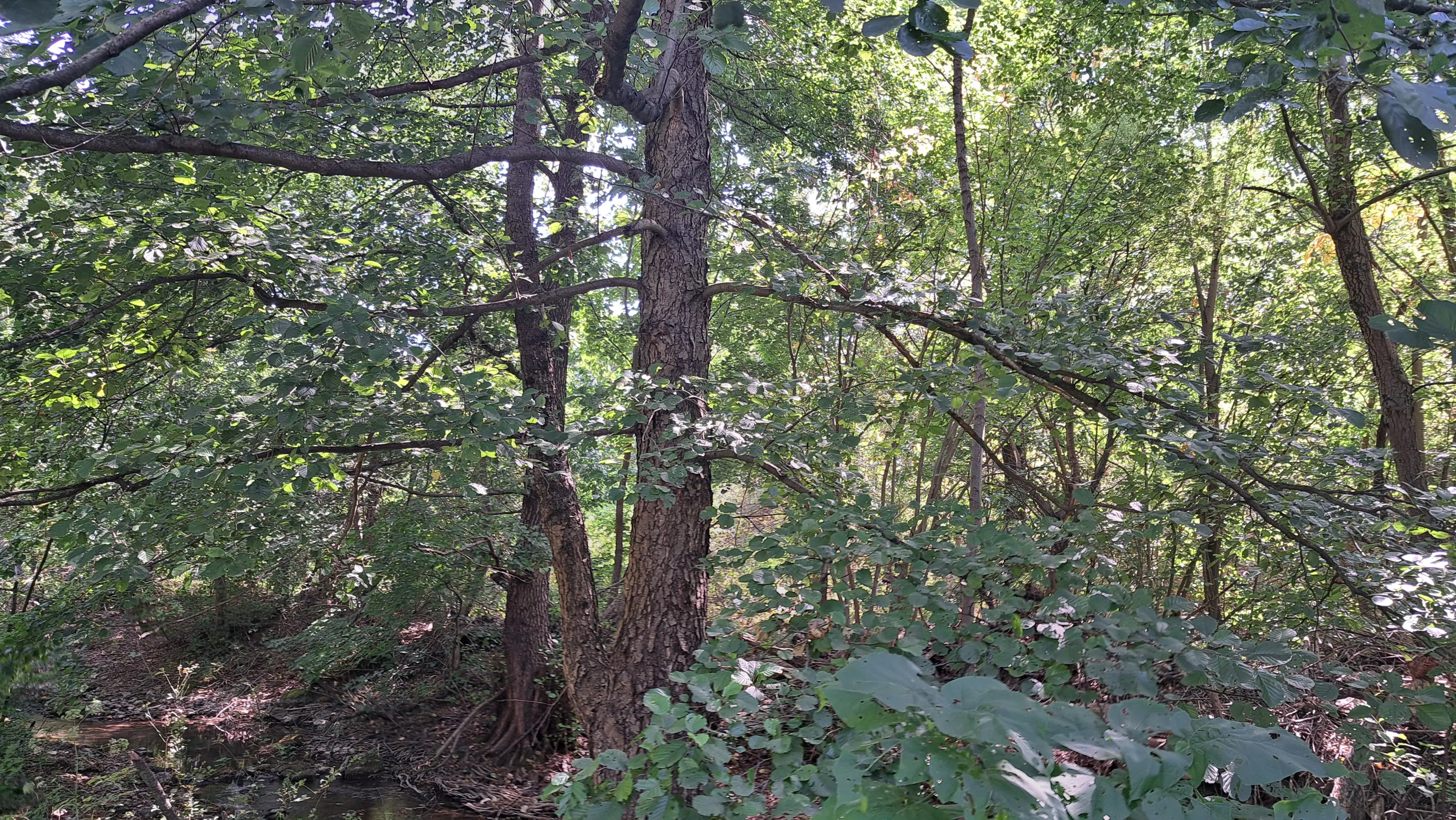 24.907 m² bosgrond in de regio Vidin - Bulgarije