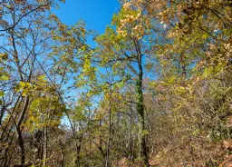 174.932 m2 bosgrond in de regio Belogradchik - Bulgarije