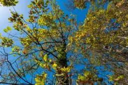 174.932 m2 bosgrond in de regio Belogradchik - Bulgarije