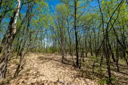 Bosgrond in Tolovitsa, Regio Vidin - Bulgarije