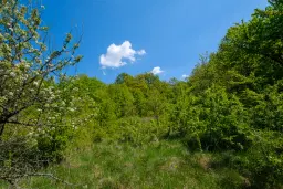 68.678 m2 Bosgrond in de regio Vidin - Bulgarije