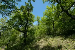 68.678 m2 Bosgrond in de regio Vidin - Bulgarije