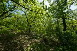 68.678 m2 Bosgrond in de regio Vidin - Bulgarije