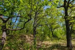 68.678 m2 Bosgrond in de regio Vidin - Bulgarije