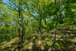 68.678 m2 Bosgrond in de regio Vidin - Bulgarije