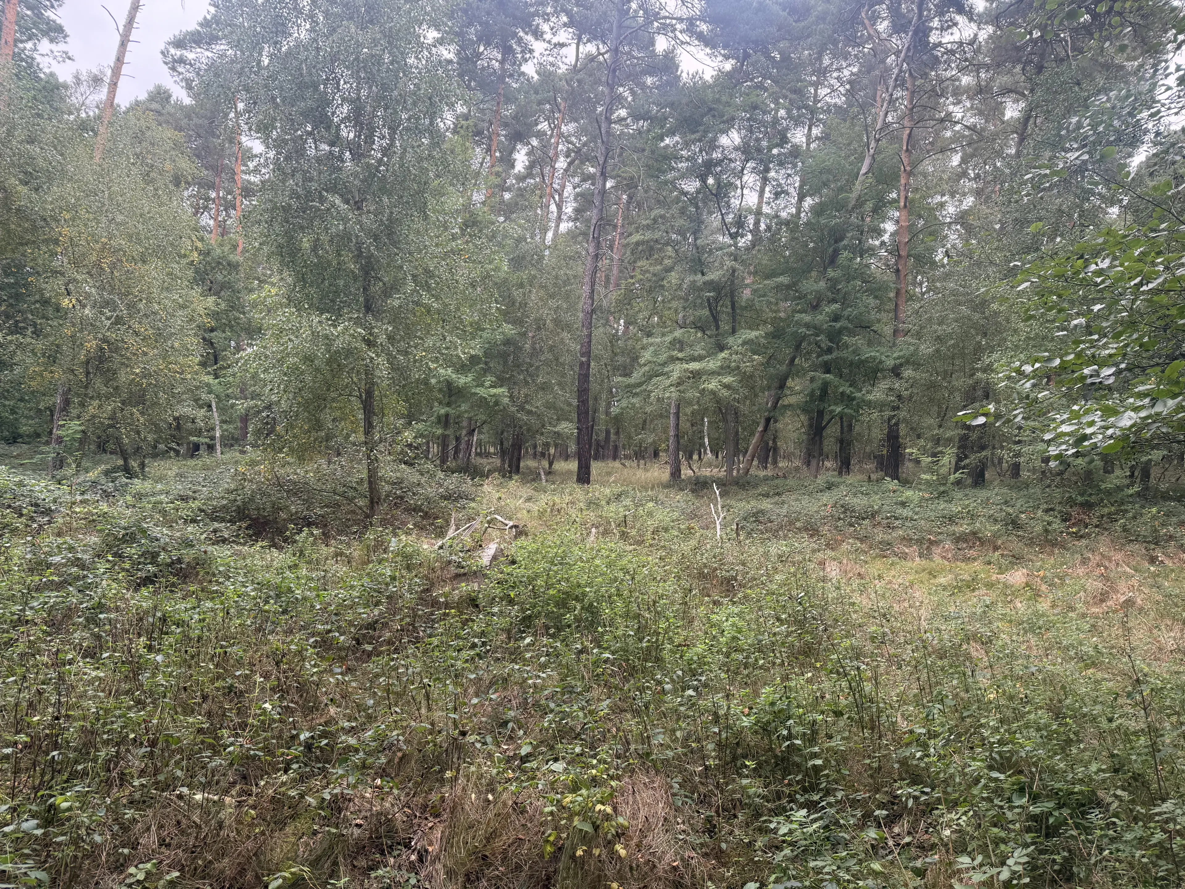 Perceel 762 m² bij het water naast Bad Schmiedeberg - Duitsland