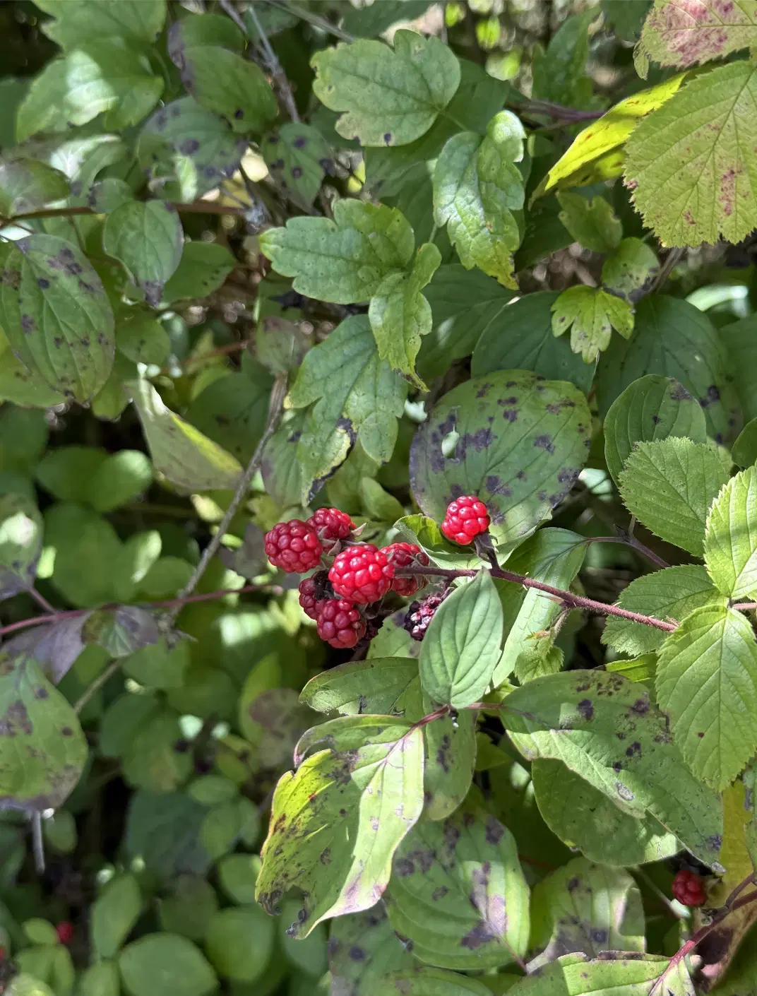 Perceel van 1.165 m2 naast Cochem centrum - Duitsland