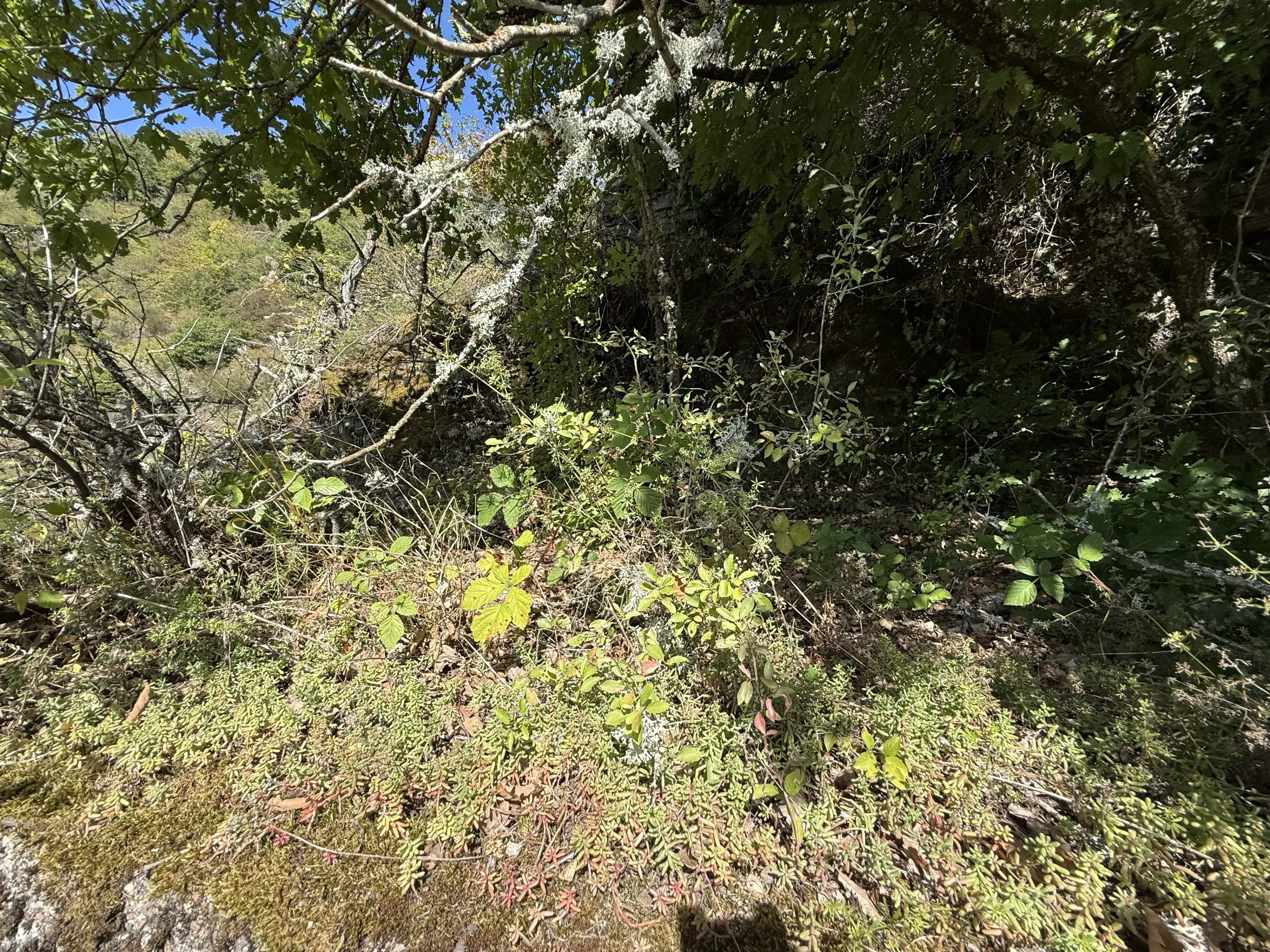 2 percelen van totaal 424 m² naast Cochem centrum - Duitsland