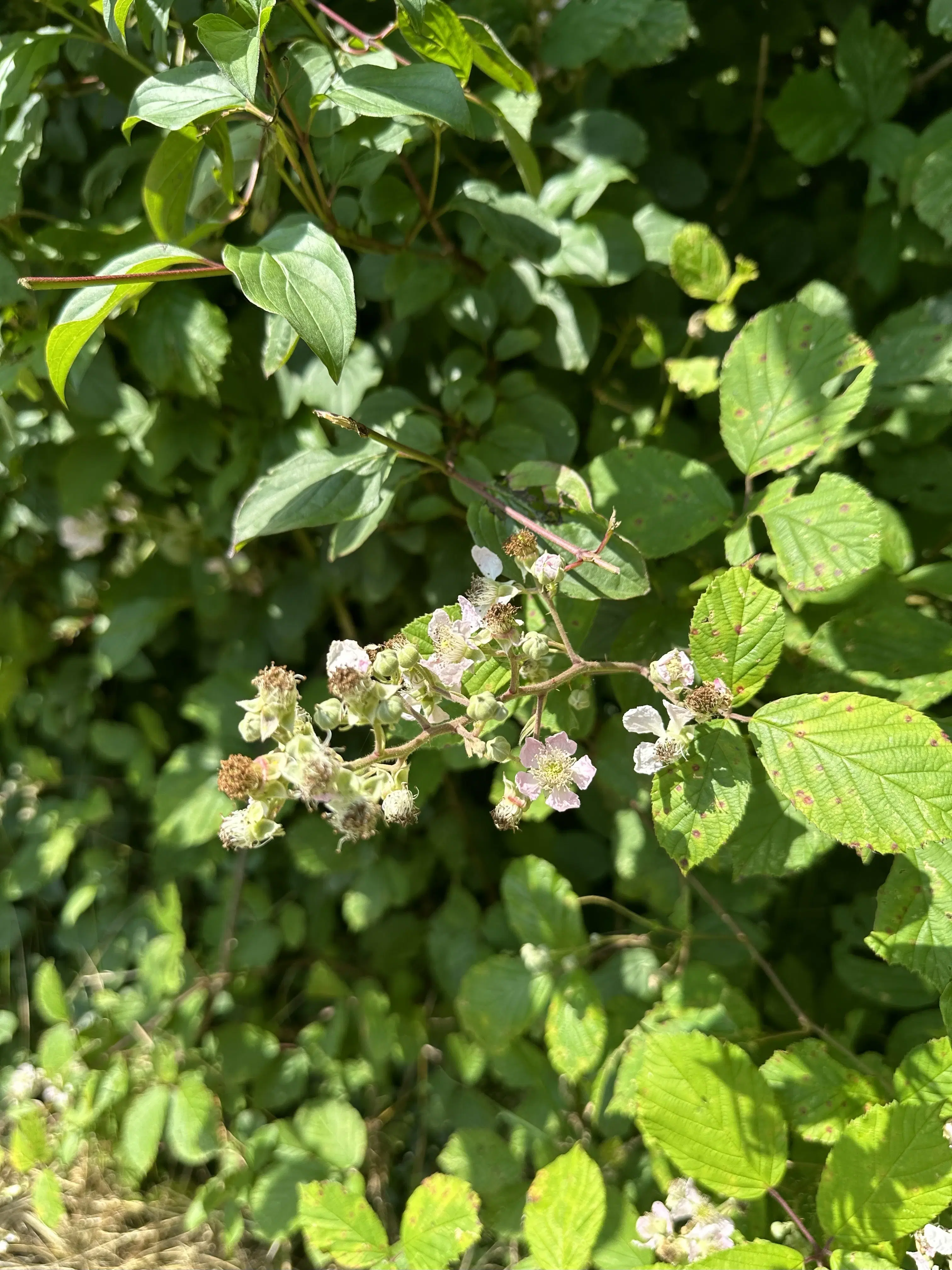 2 percelen van totaal 424 m² naast Cochem centrum - Duitsland