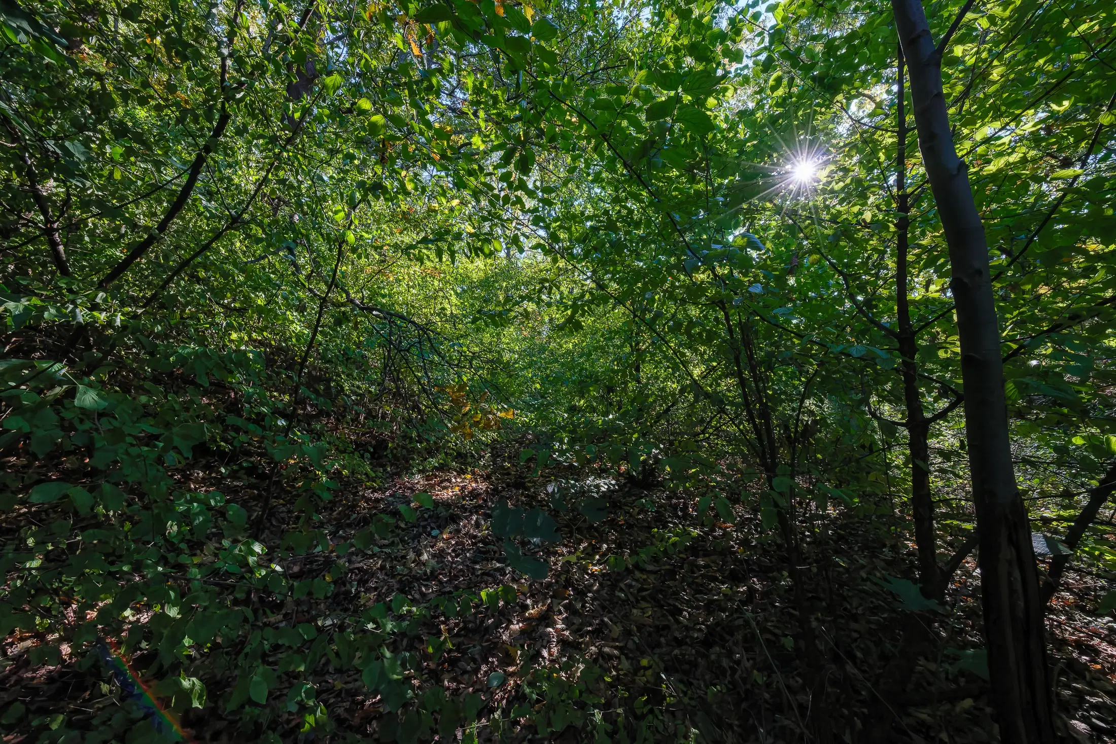 45.863 m² bosgrond in Brankovtsi, Vidin - Bulgarije