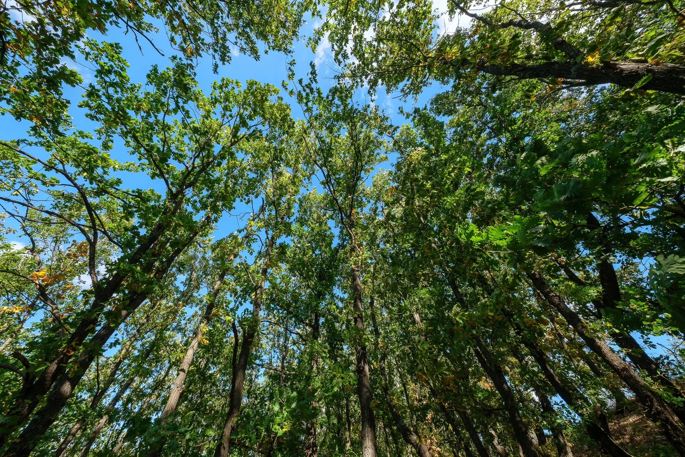 45.863 m² bosgrond in Brankovtsi, Vidin - Bulgarije