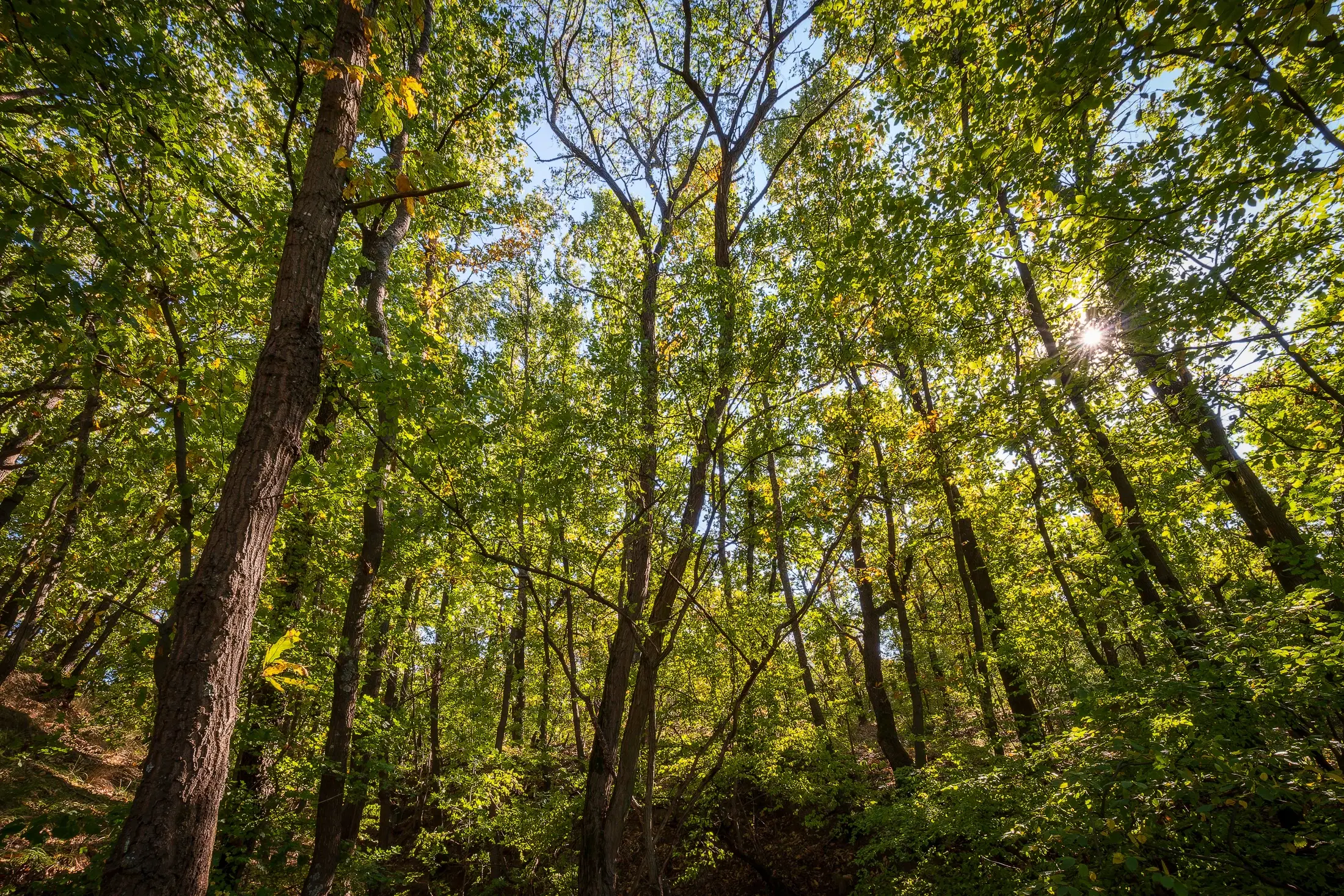 45.863 m² bosgrond in Brankovtsi, Vidin - Bulgarije
