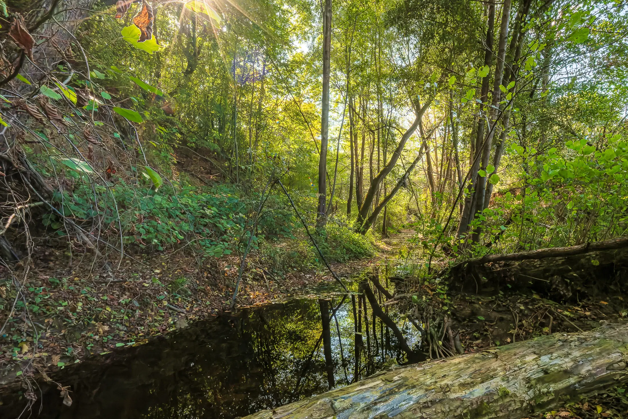 45.863 m² bosgrond in Brankovtsi, Vidin - Bulgarije