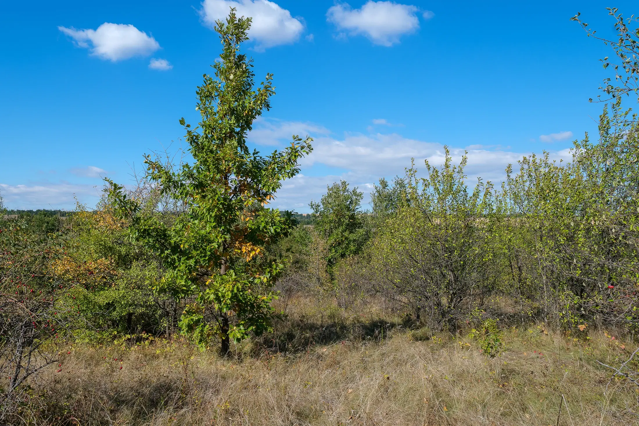 45.863 m² bosgrond in Brankovtsi, Vidin - Bulgarije