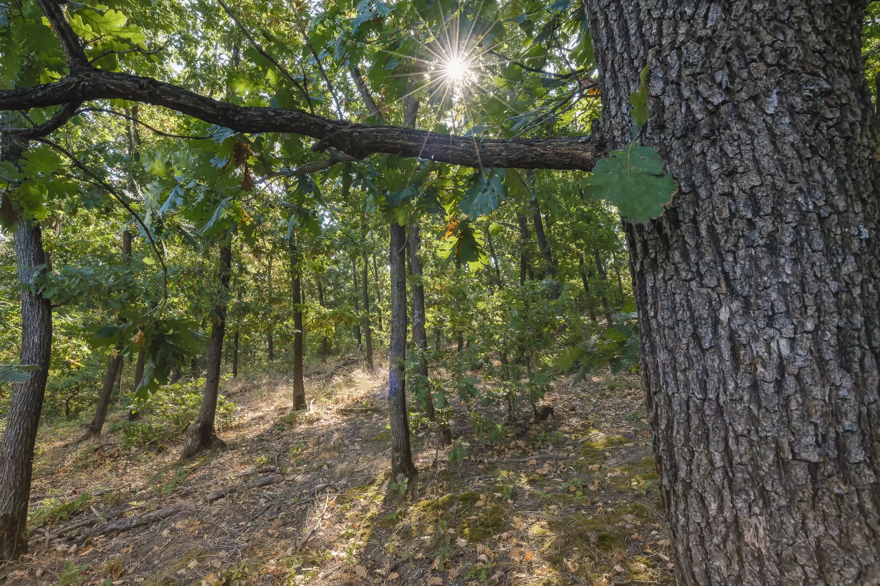 32.541 m² gemengd loofbos in regio Vidin - Bulgarije