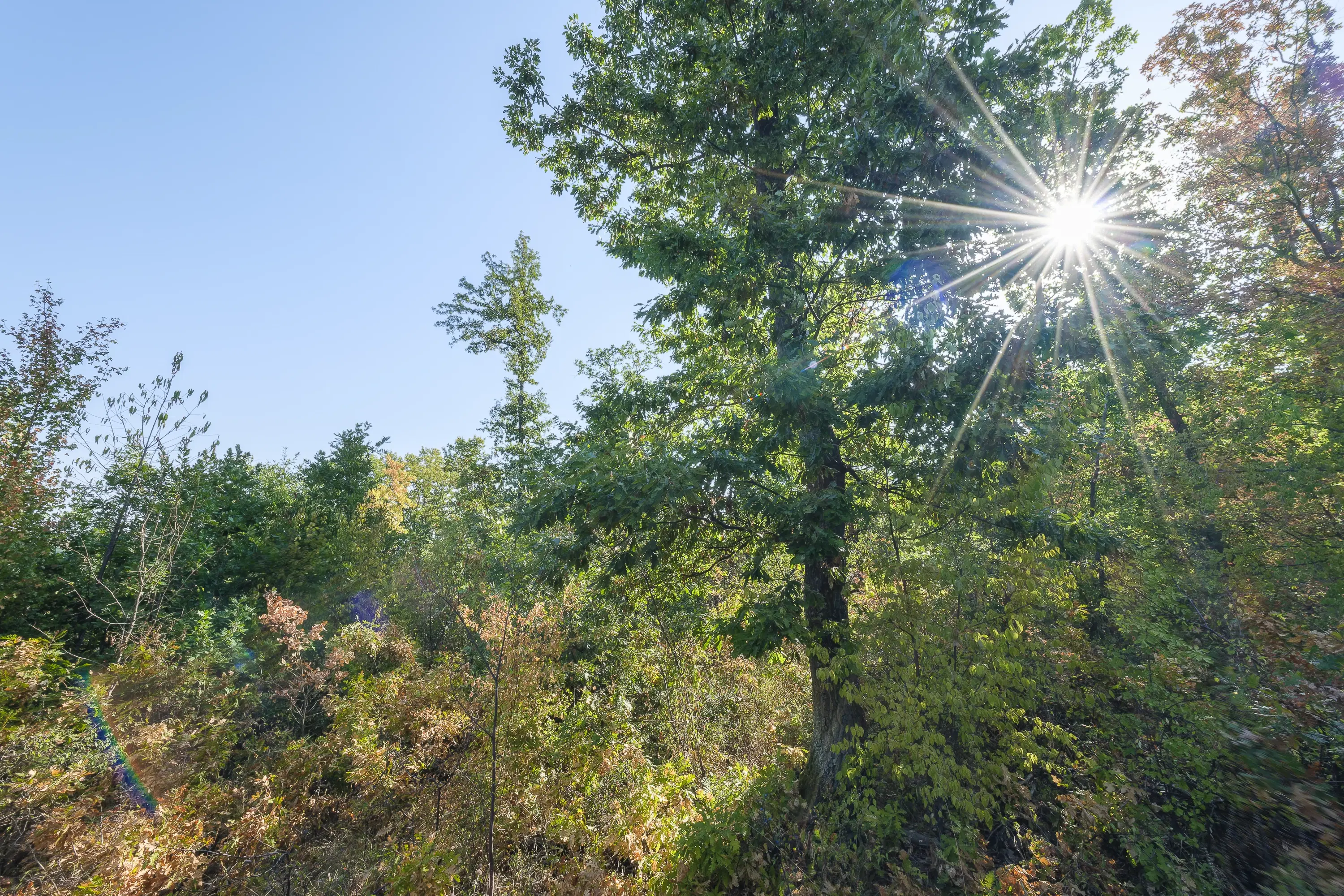 32.541 m² gemengd loofbos in regio Vidin - Bulgarije