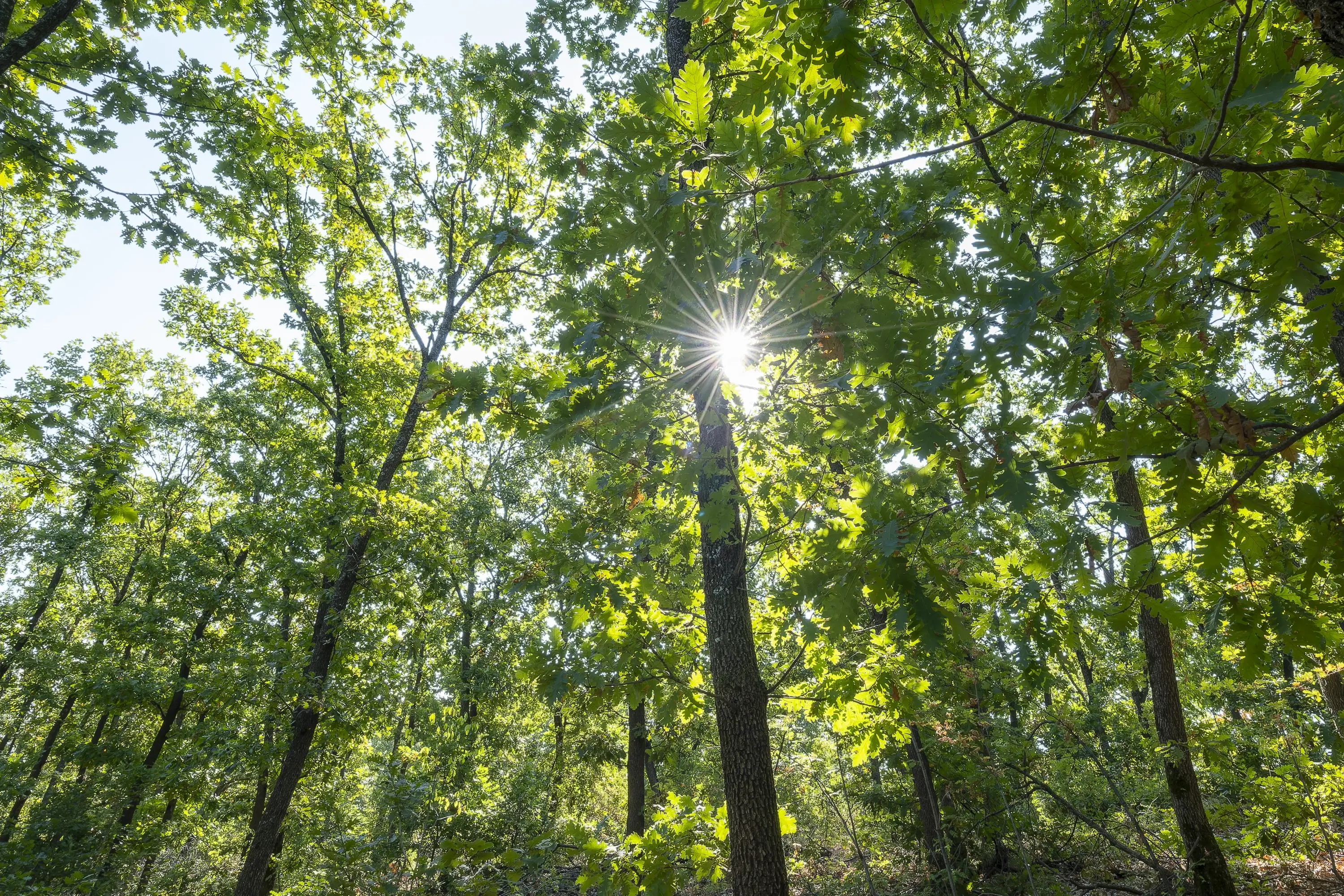 32.541 m² gemengd loofbos in regio Vidin - Bulgarije