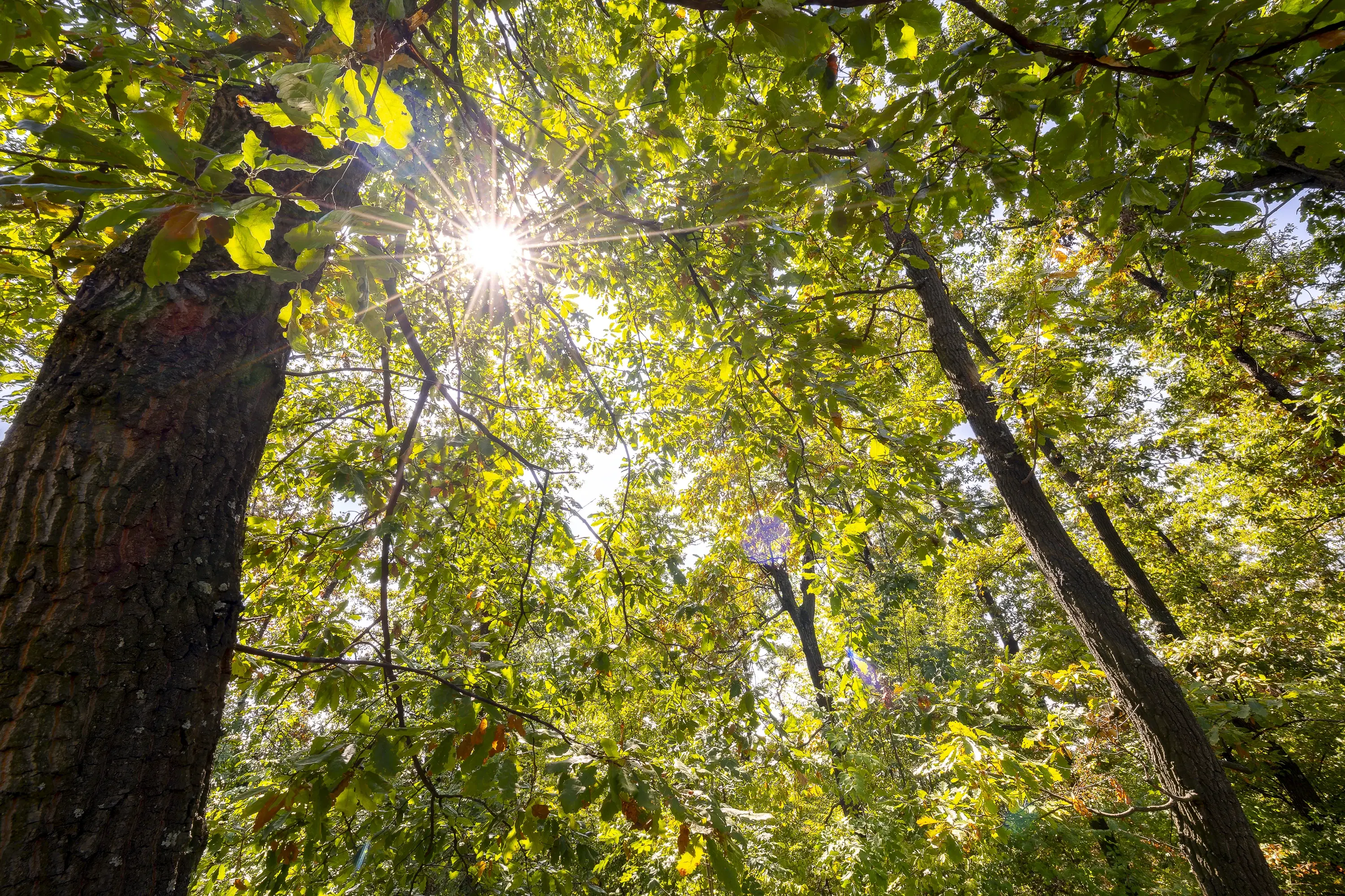 32.541 m² gemengd loofbos in regio Vidin - Bulgarije