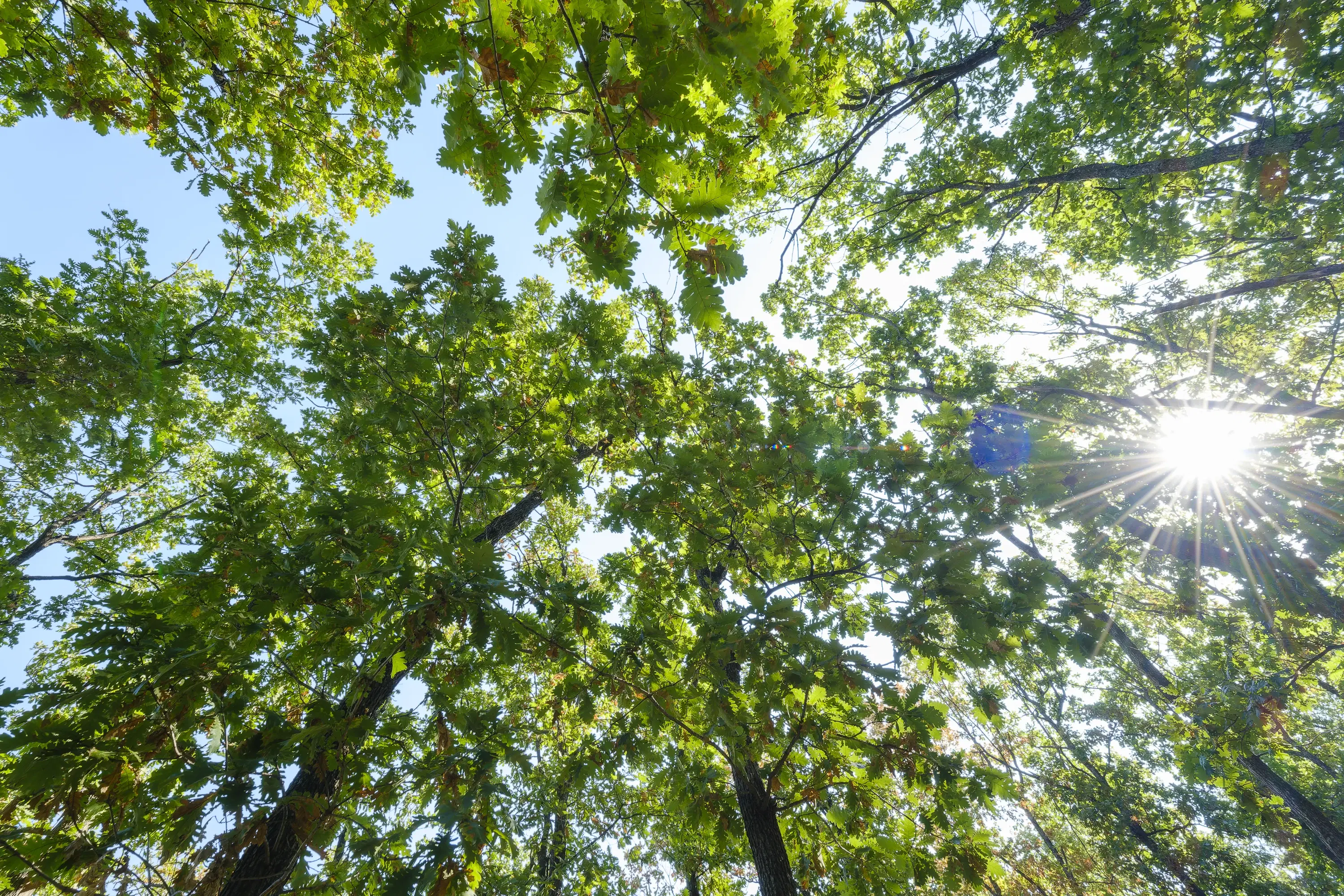 32.541 m² gemengd loofbos in regio Vidin - Bulgarije