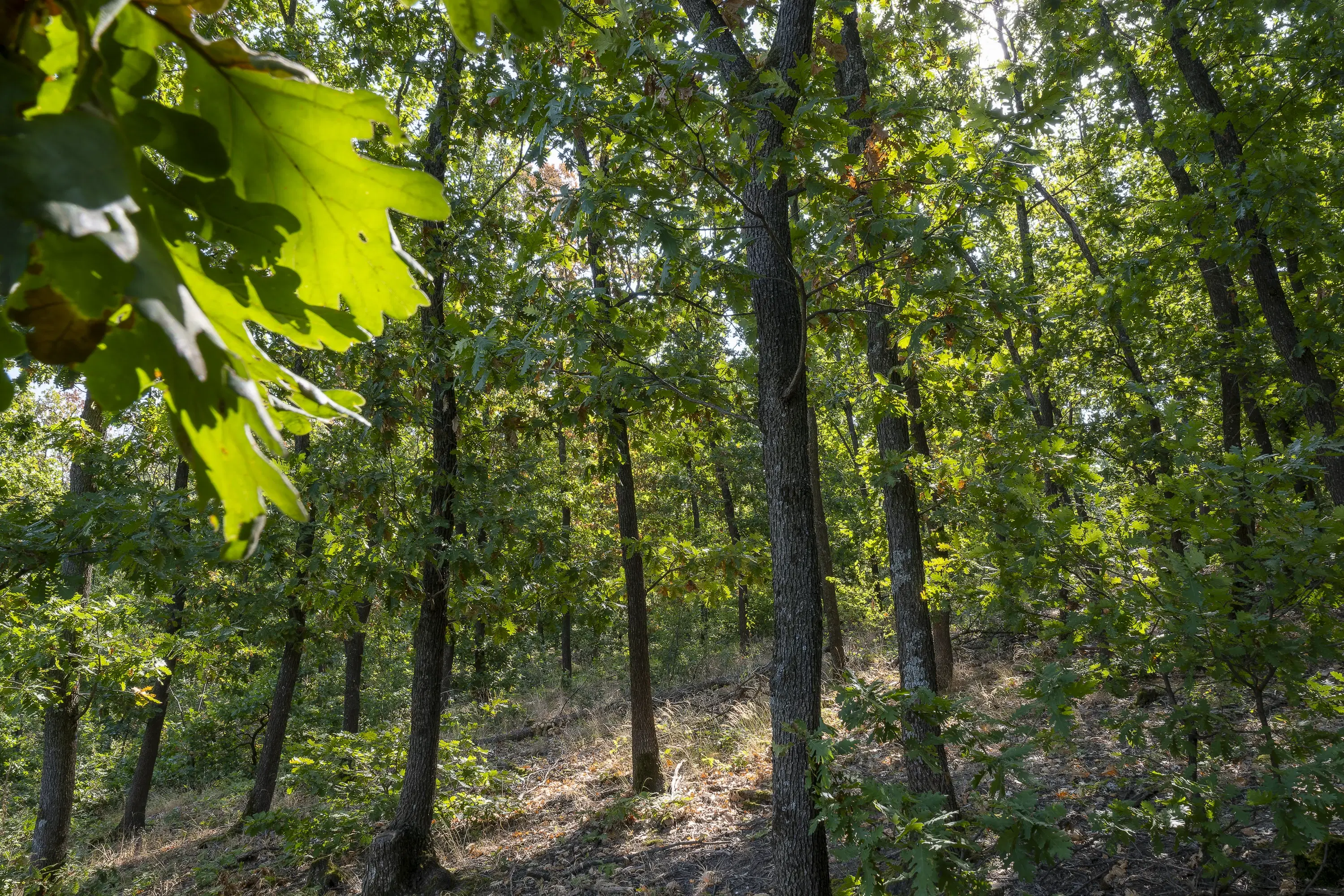 32.541 m² gemengd loofbos in regio Vidin - Bulgarije