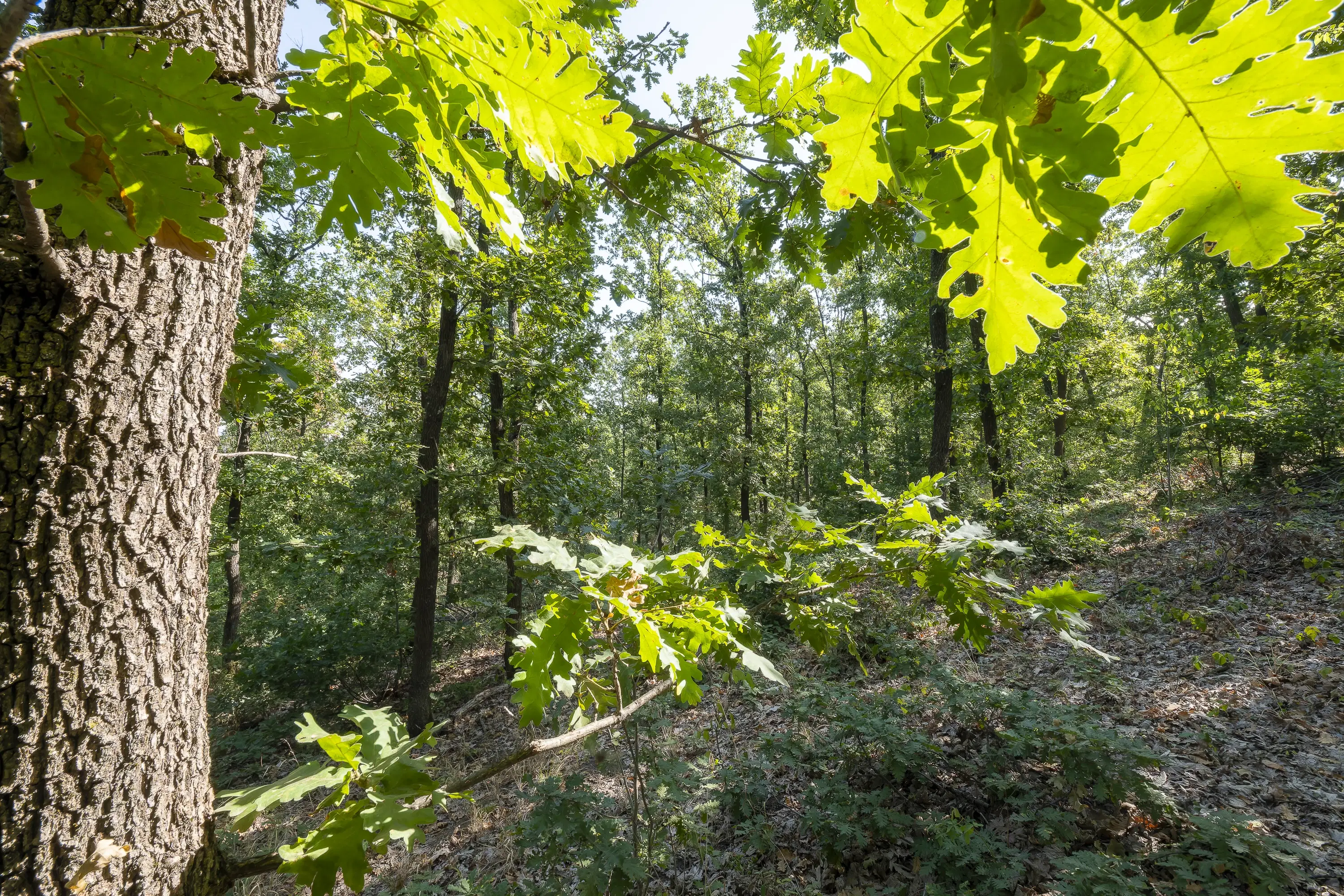 32.541 m² gemengd loofbos in regio Vidin - Bulgarije