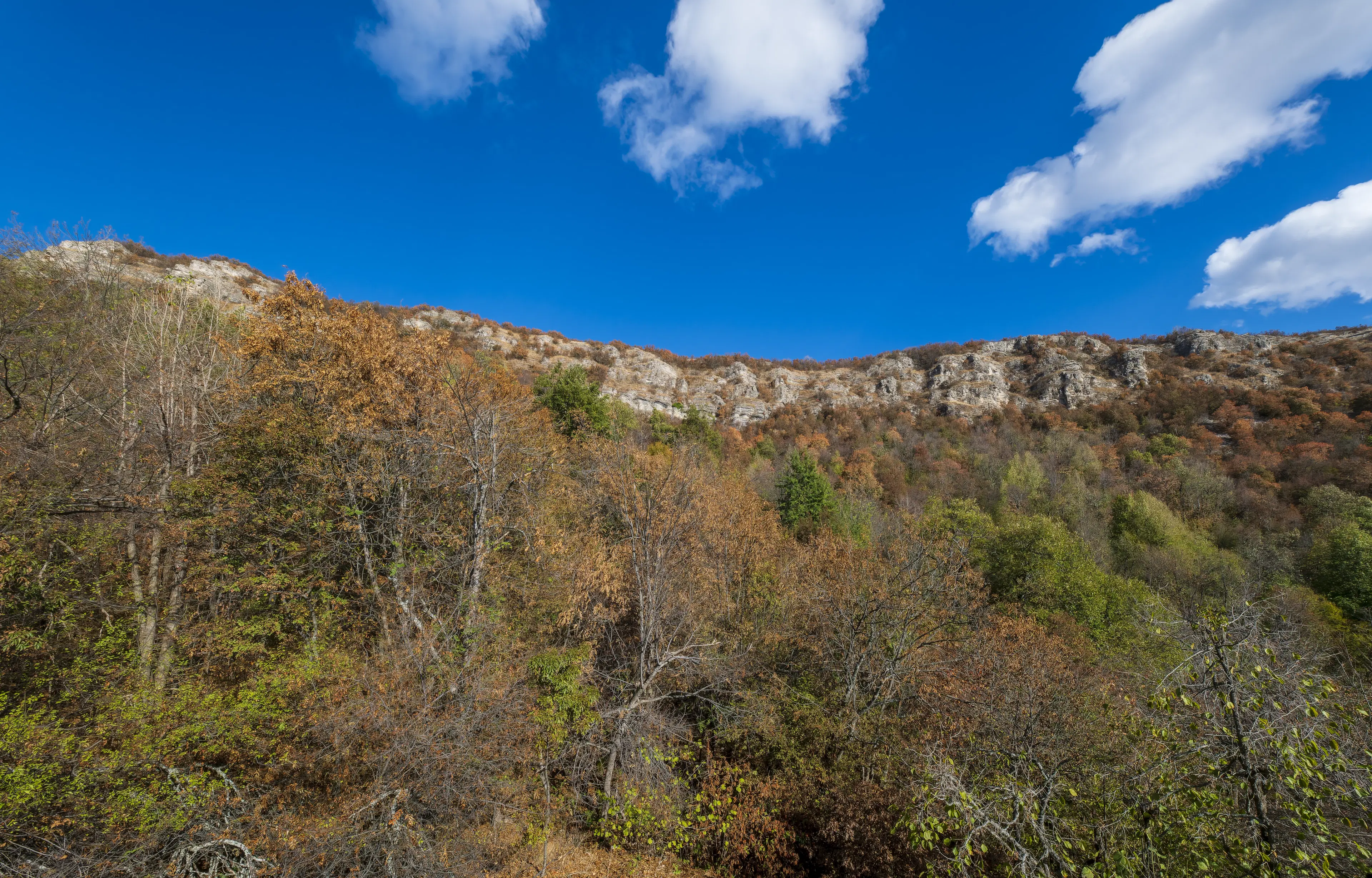 10.000 m² bosgrond in de regio Belogradchik - Bulgarije