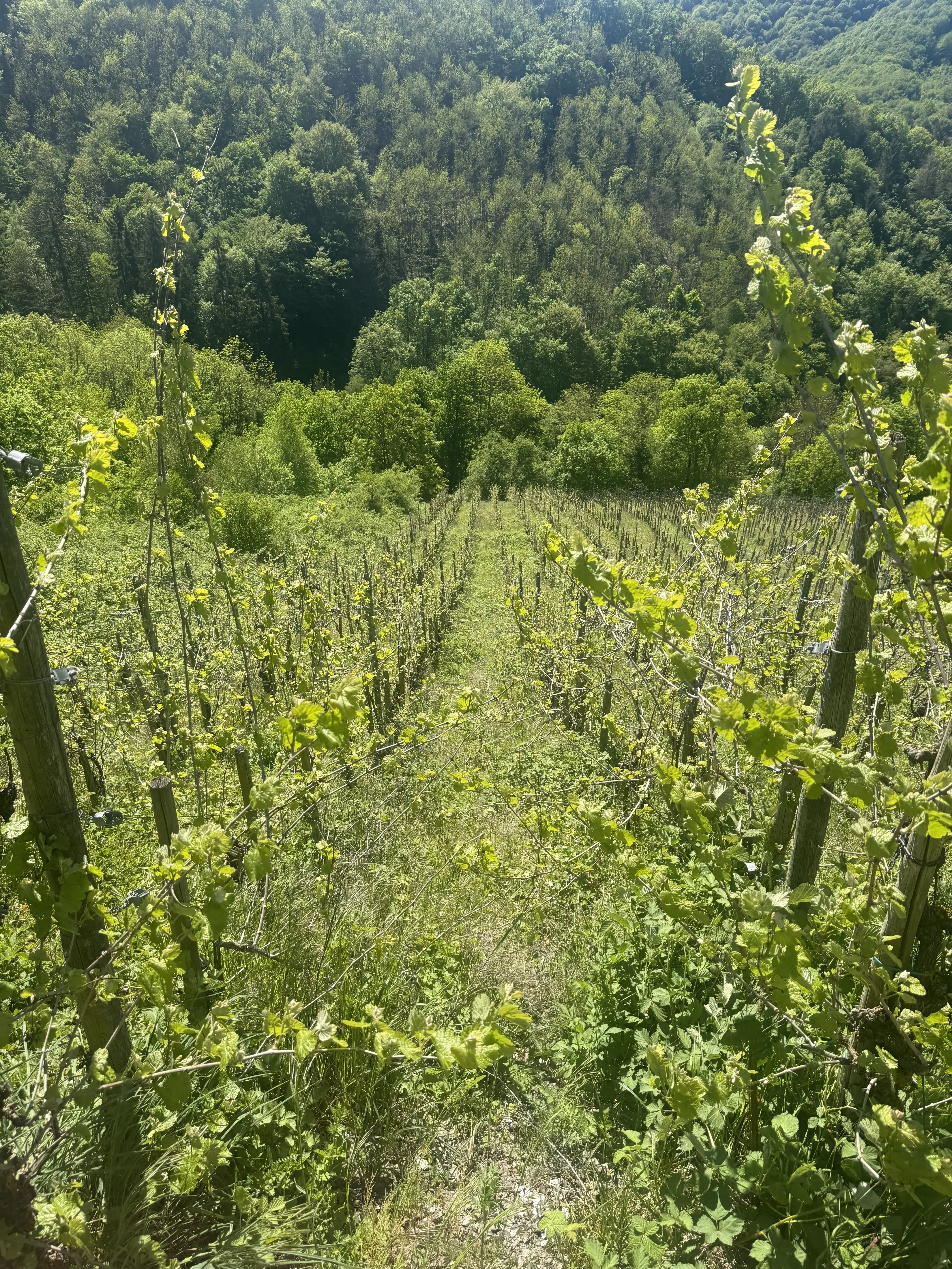 Wijngaard totaal 972 m² met Riesling in Zell, Cochem - Duitsland
