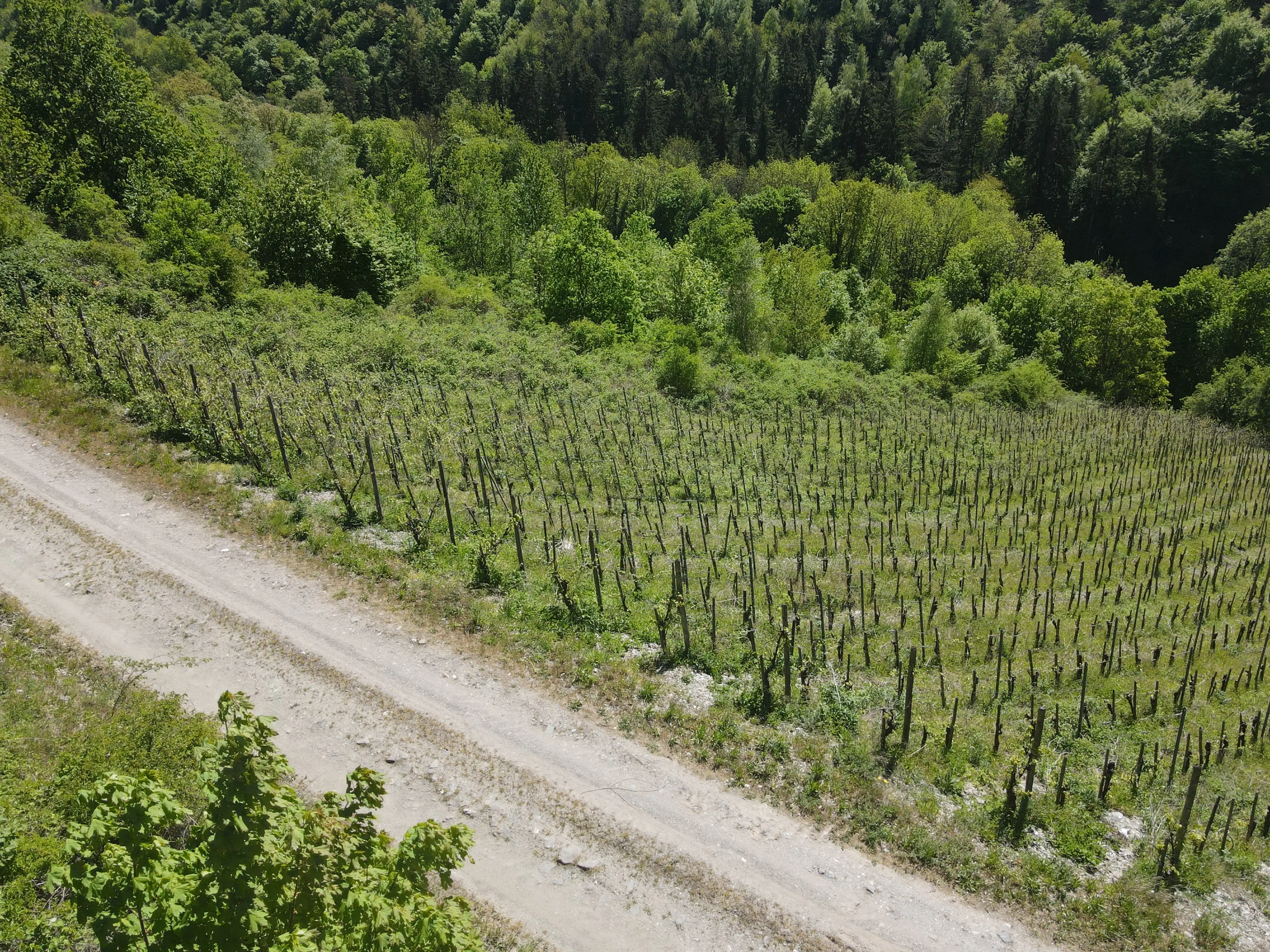 Wijngaard totaal 972 m² met Riesling in Zell, Cochem - Duitsland