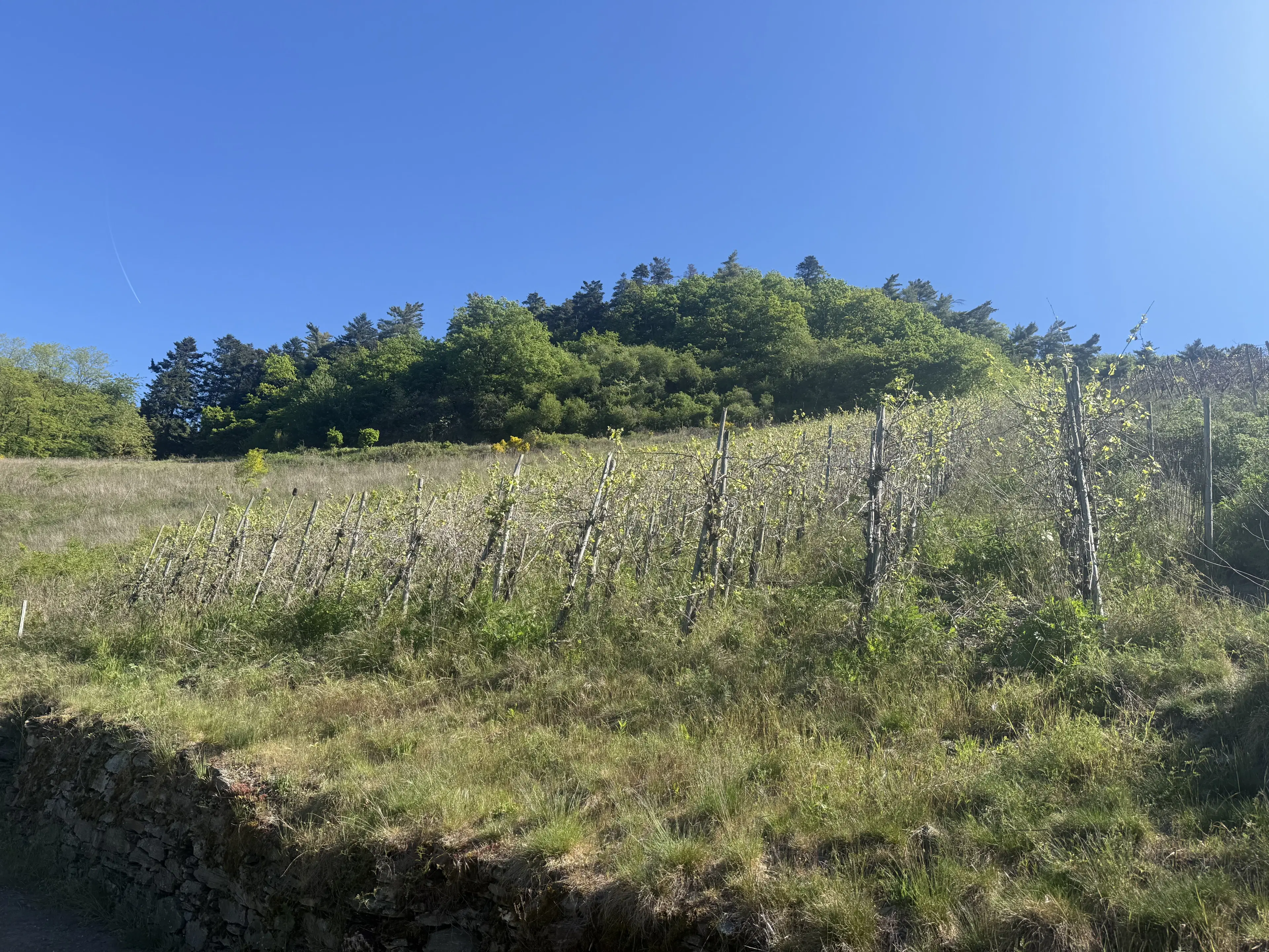 Wijngaard met Riesling, totaal 1.445 m² in Zell, Cochem - Duitsland