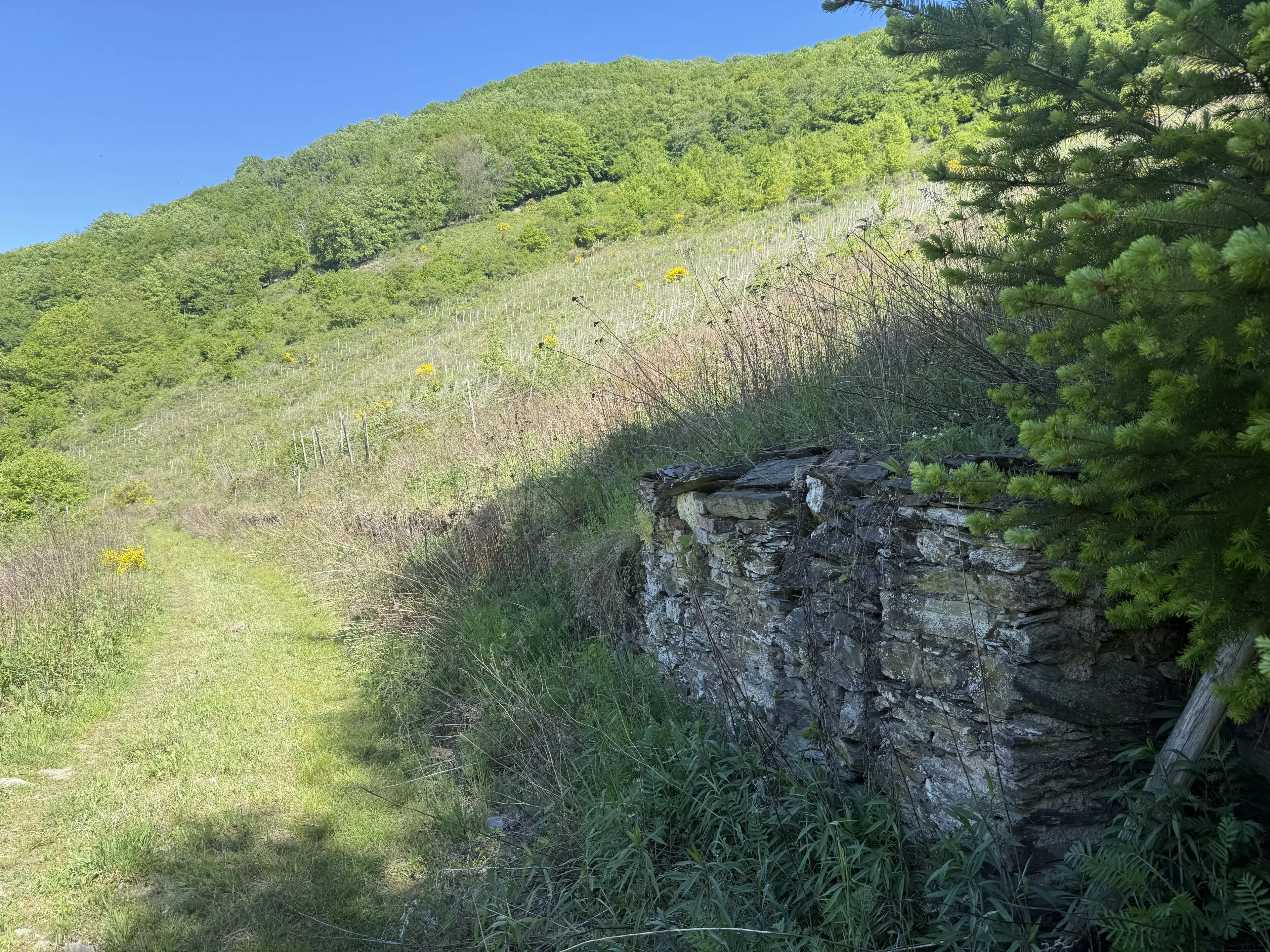 Voormalig wijngaardperceel van 1.688 m² in Zell, Cochem - Duitsland