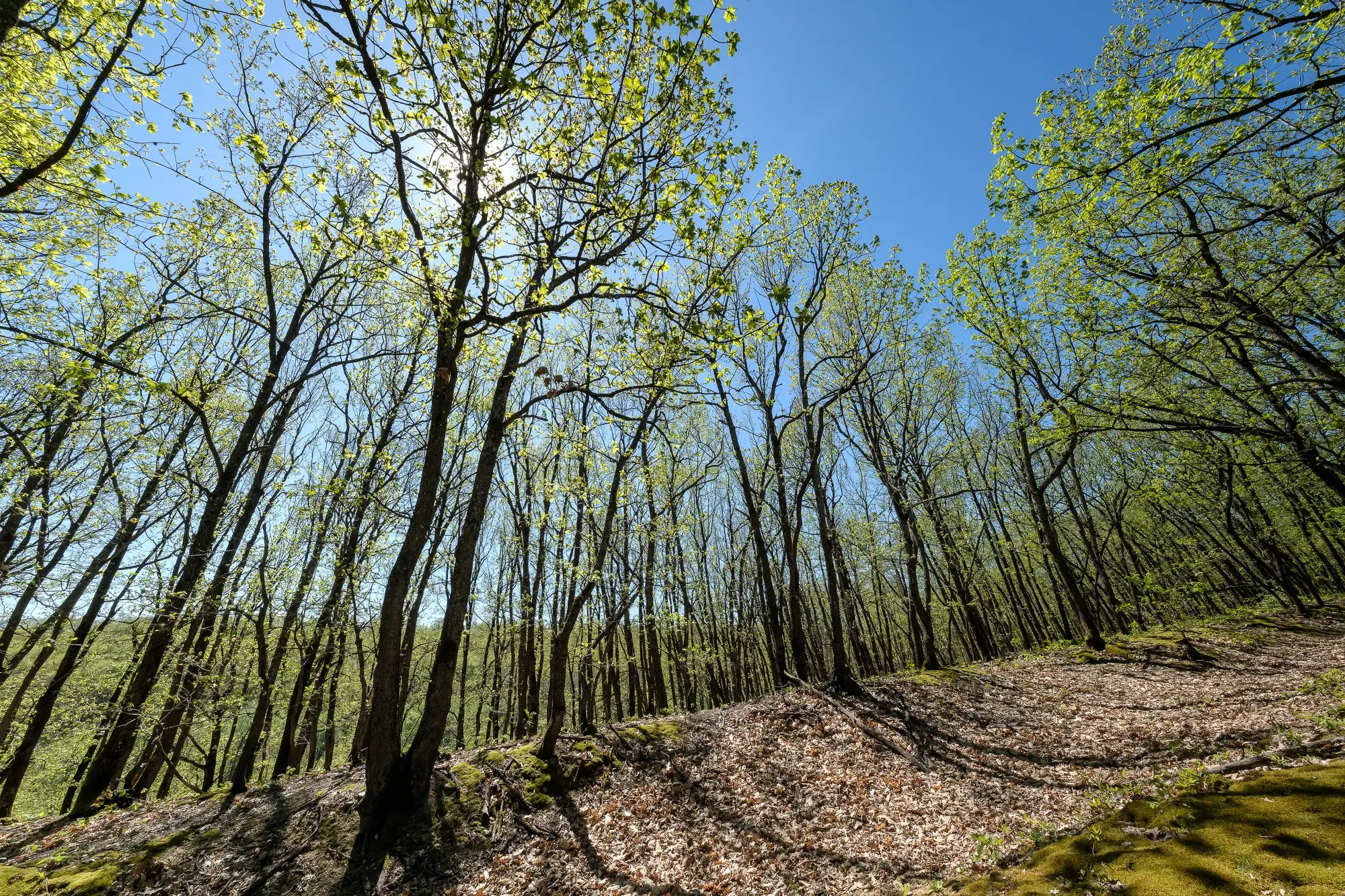 Bosgrond in Tolovitsa, Regio Vidin - Bulgarije